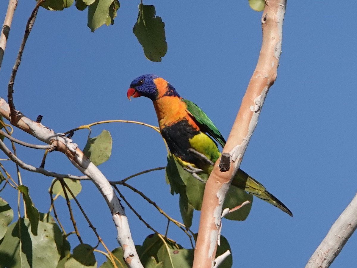 Red-collared Lorikeet - ML642902669