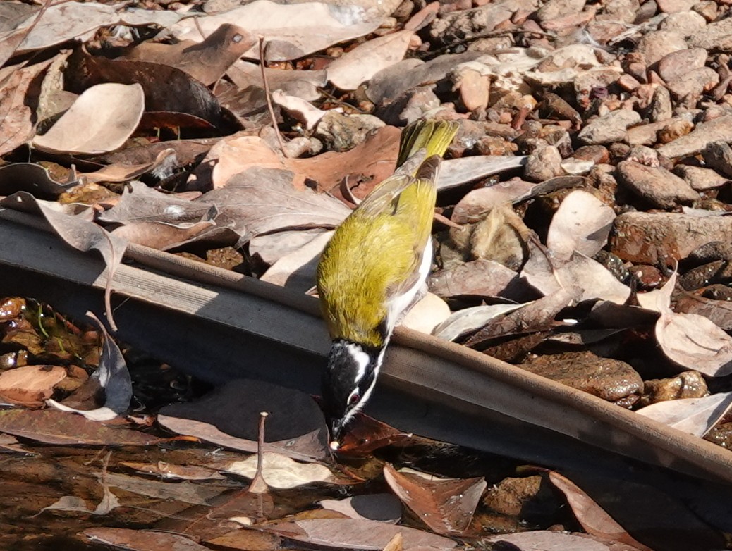 White-throated Honeyeater - ML642902706