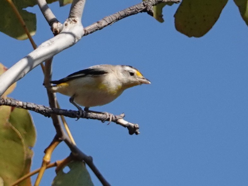 Striated Pardalote (Black-headed) - ML642902709