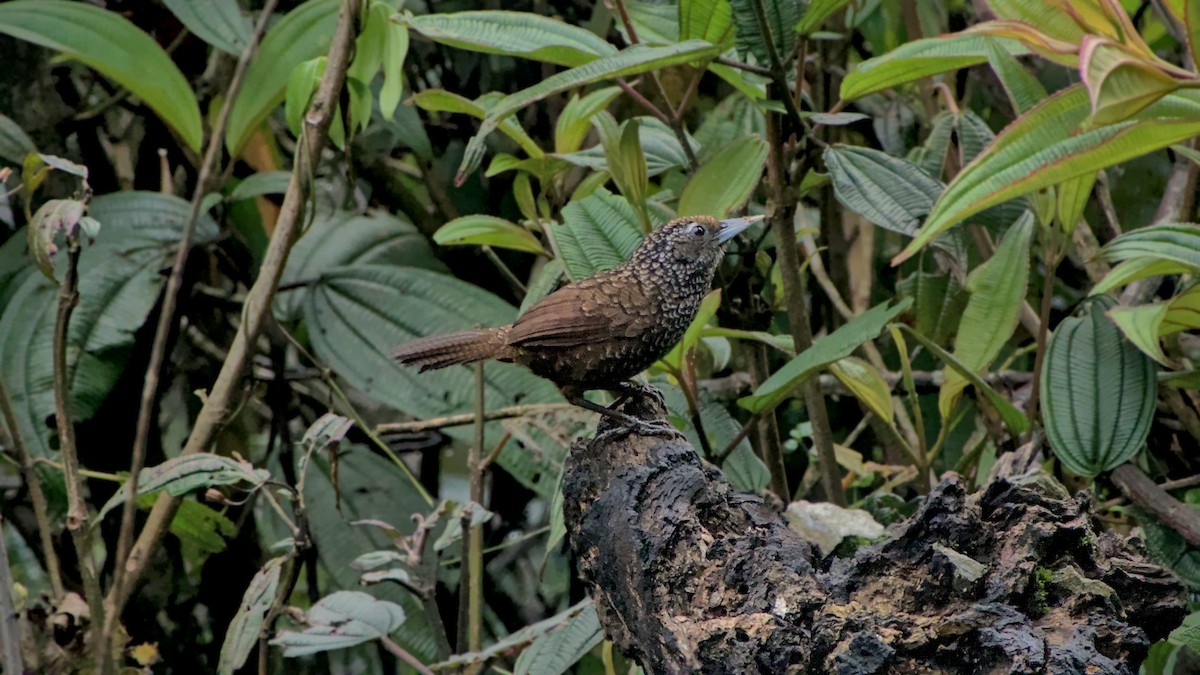 Cachar Wedge-billed Babbler - ML642902710