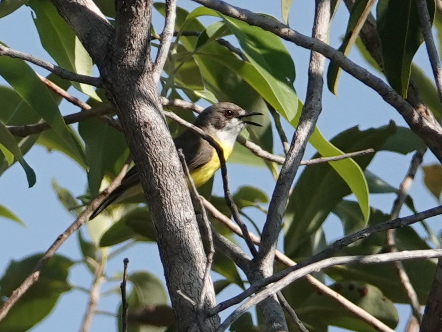White-throated Gerygone - ML642902712
