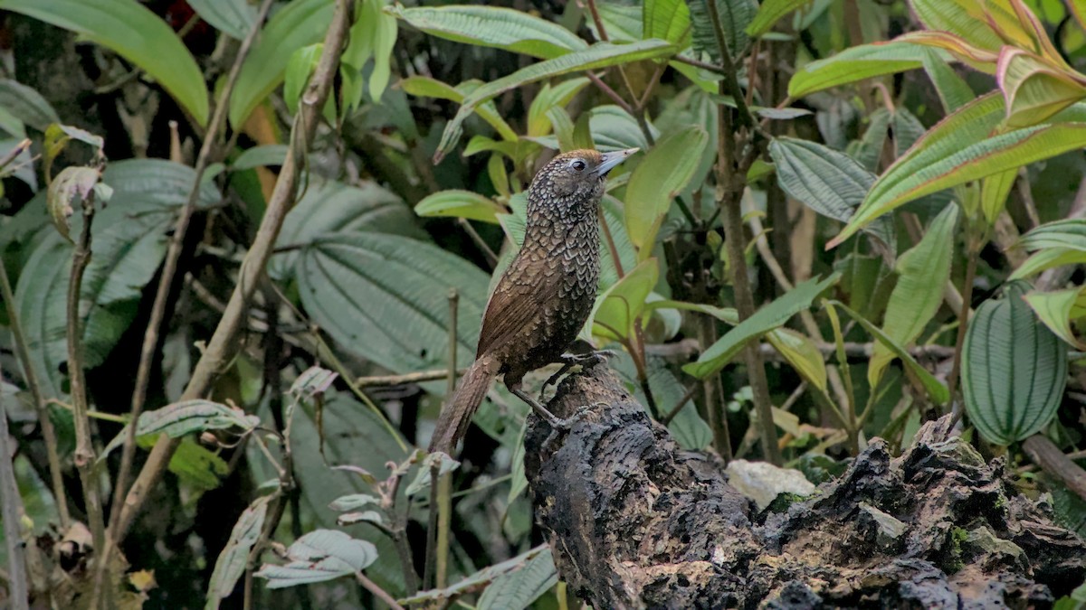Cachar Wedge-billed Babbler - ML642902724