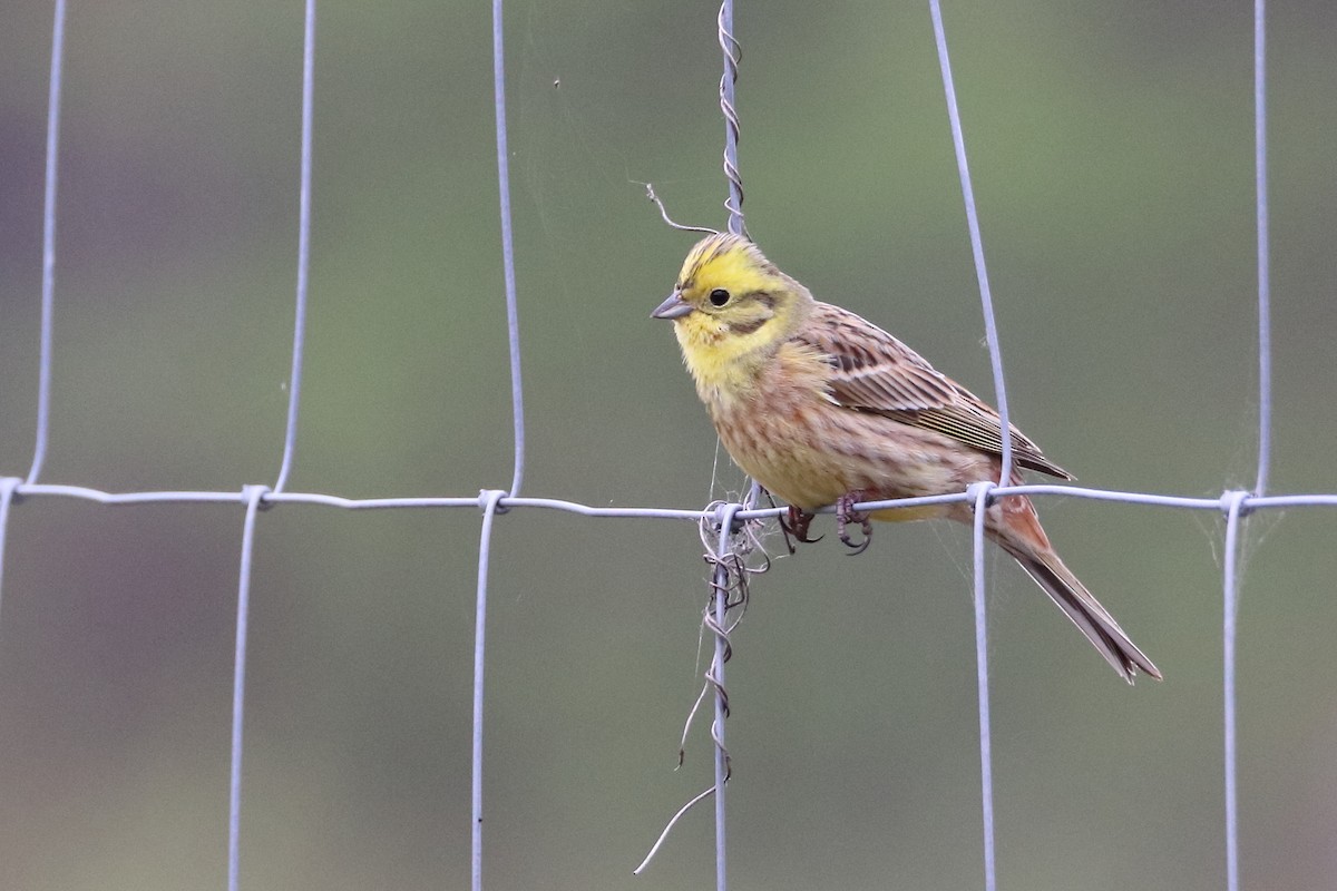 Yellowhammer - ML642902726