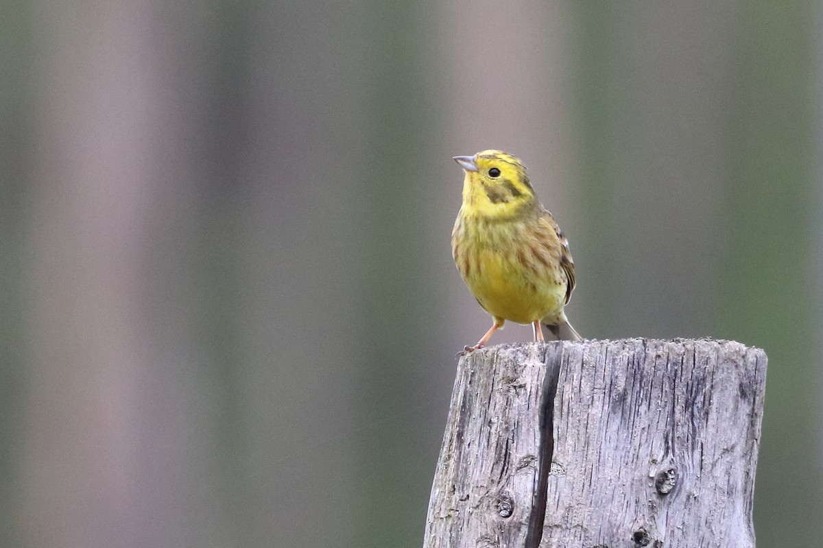 Yellowhammer - ML642902727