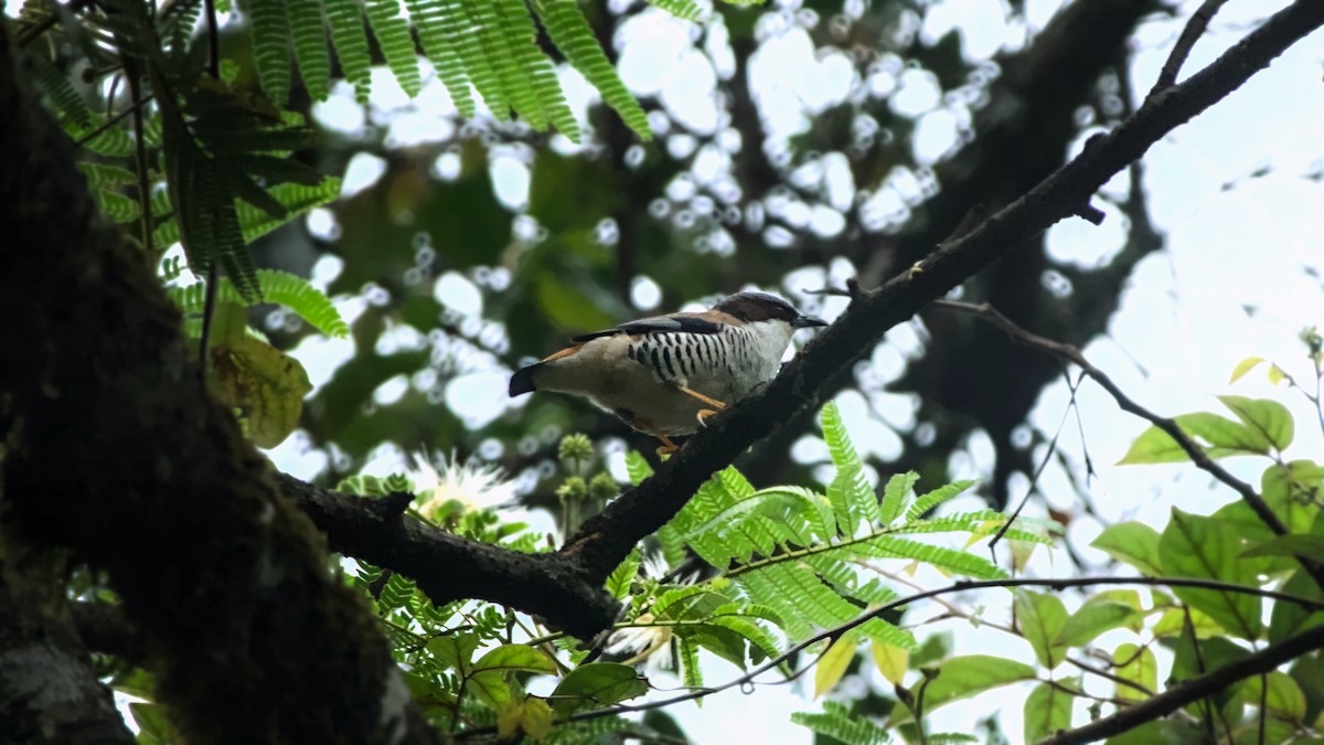 Himalaya Kutyası - ML642902737