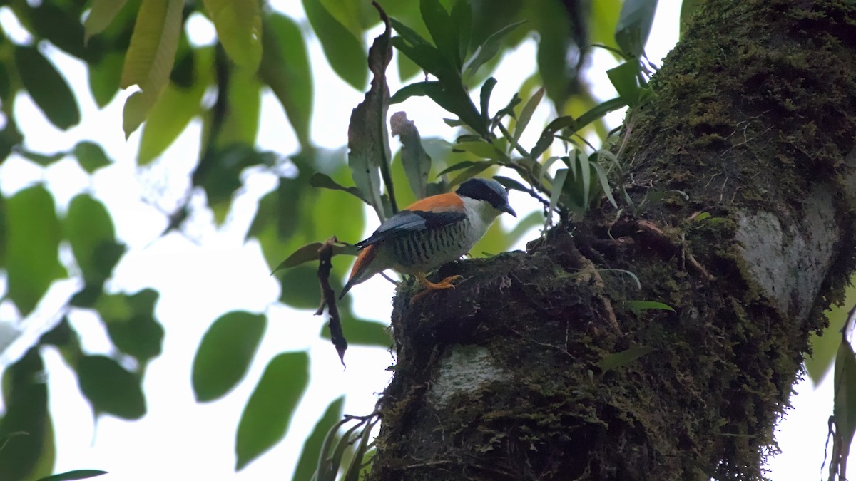 Himalaya Kutyası - ML642902738