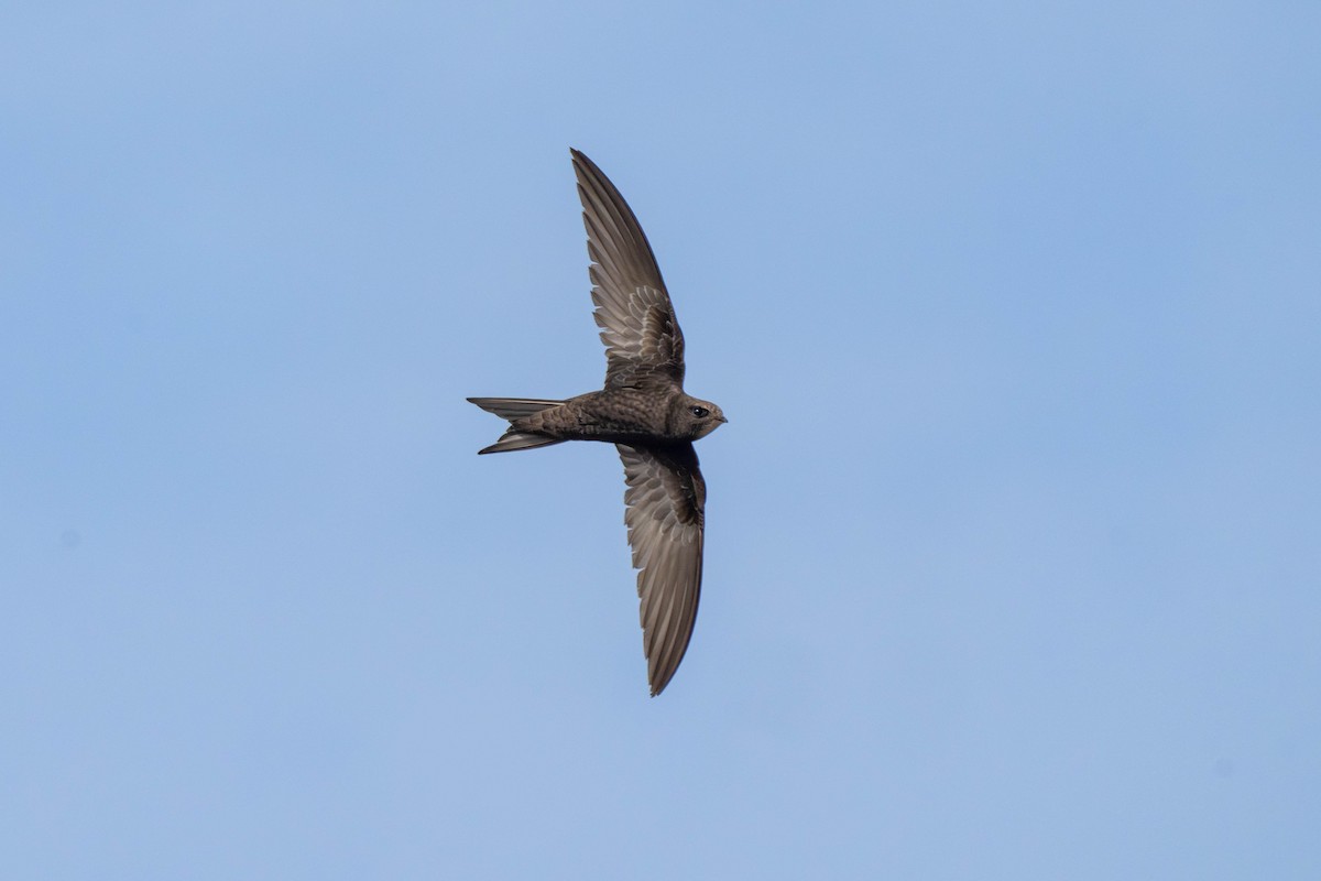 Pallid Swift - ML642902739