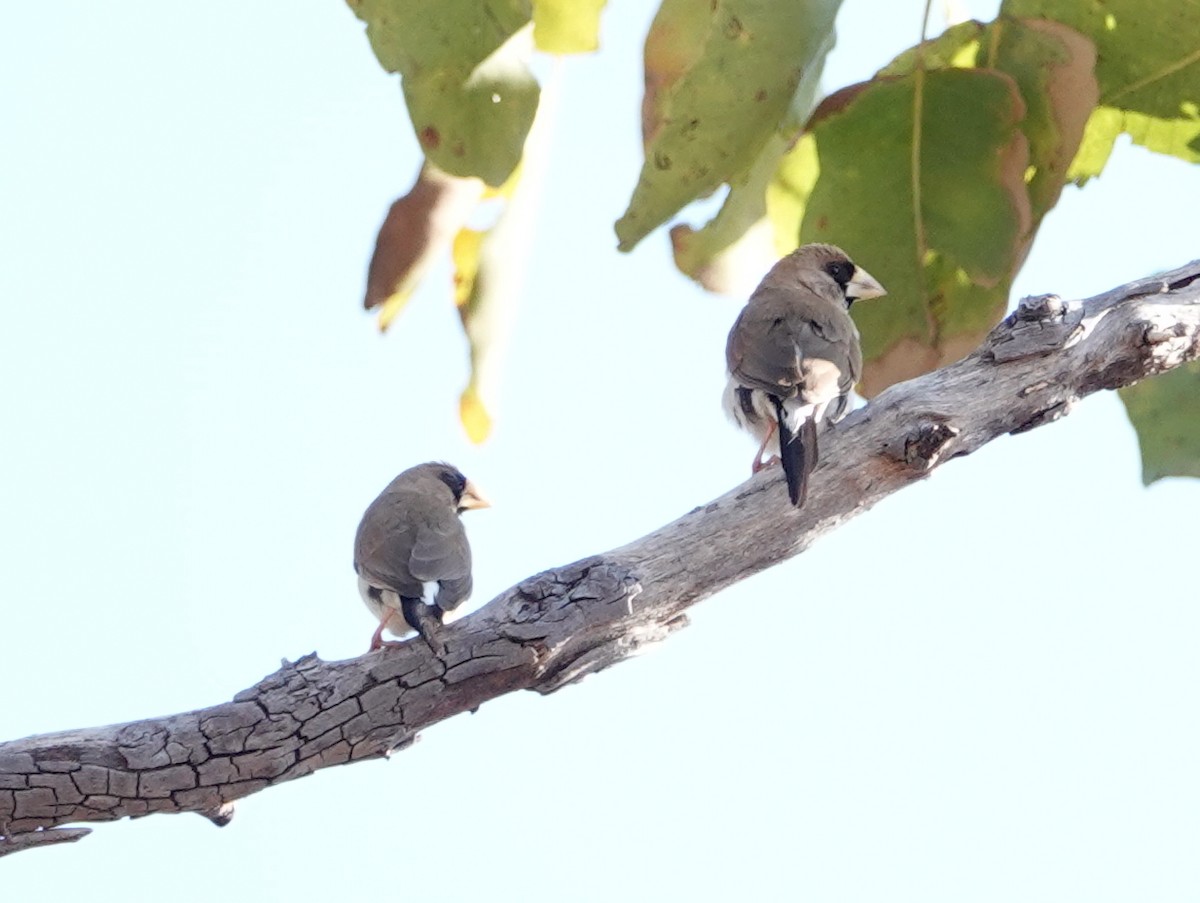 Masked Finch (Masked) - ML642902740