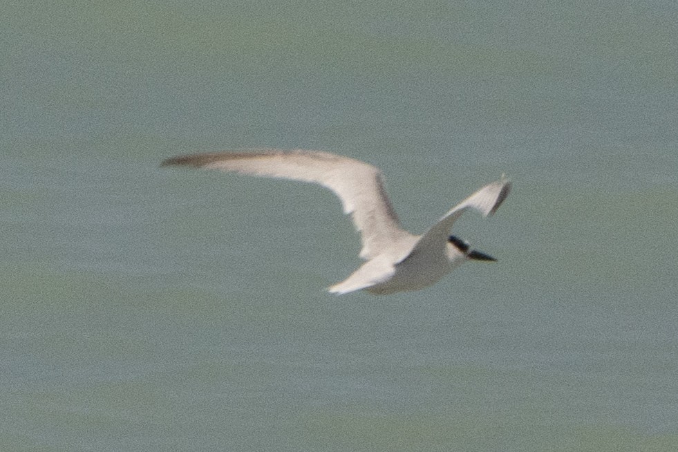Australian Tern - ML642902743