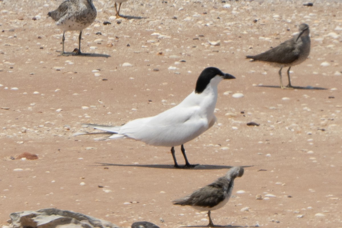 Australian Tern - ML642902744