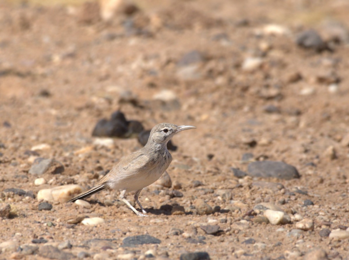 Alondra Ibis - ML642902749