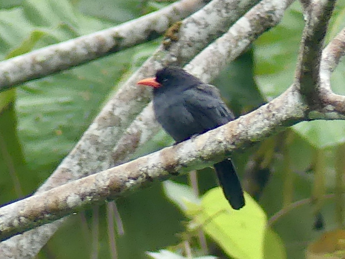 Monja Unicolor - ML642902750