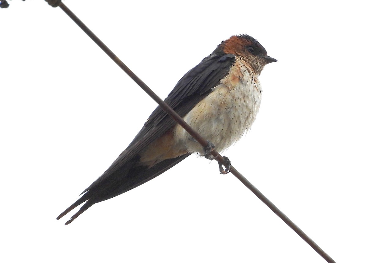 Golondrina Dáurica Oriental - ML642902758