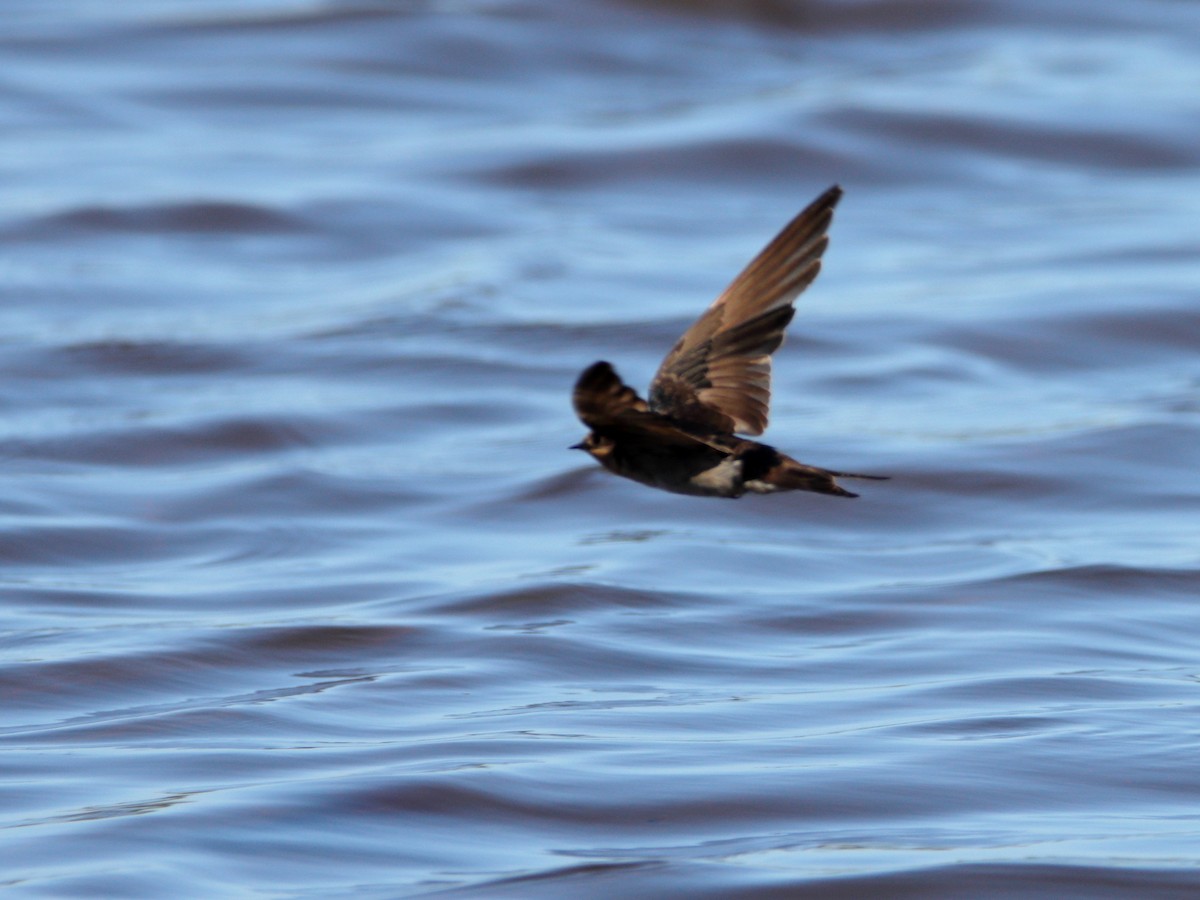 Welcome Swallow - ML642902777