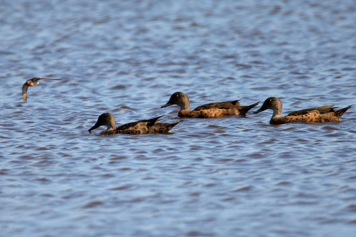 Chestnut Teal - ML642902779