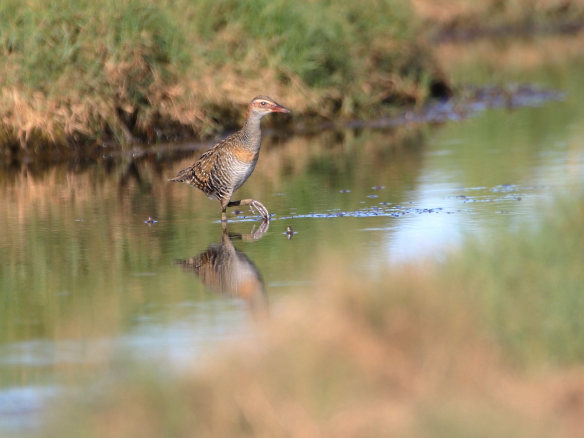 Buff-banded Rail - ML642902780