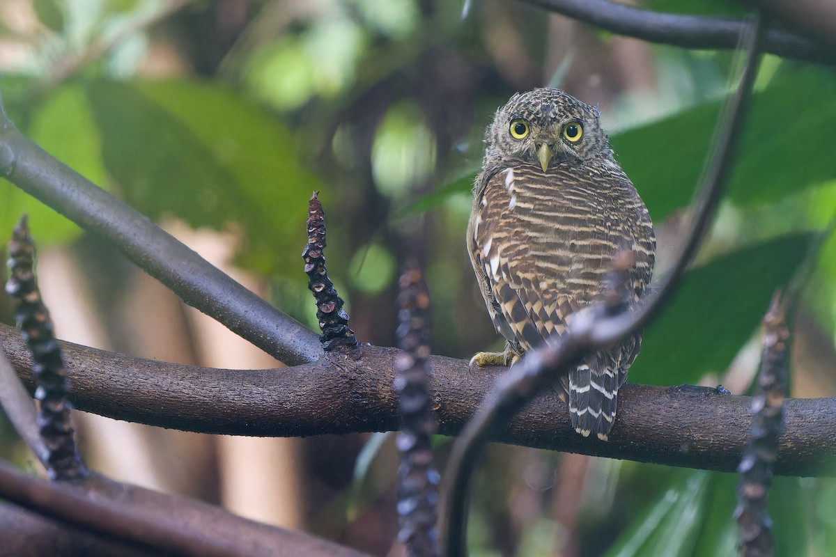 Asian Barred Owlet - ML642902787