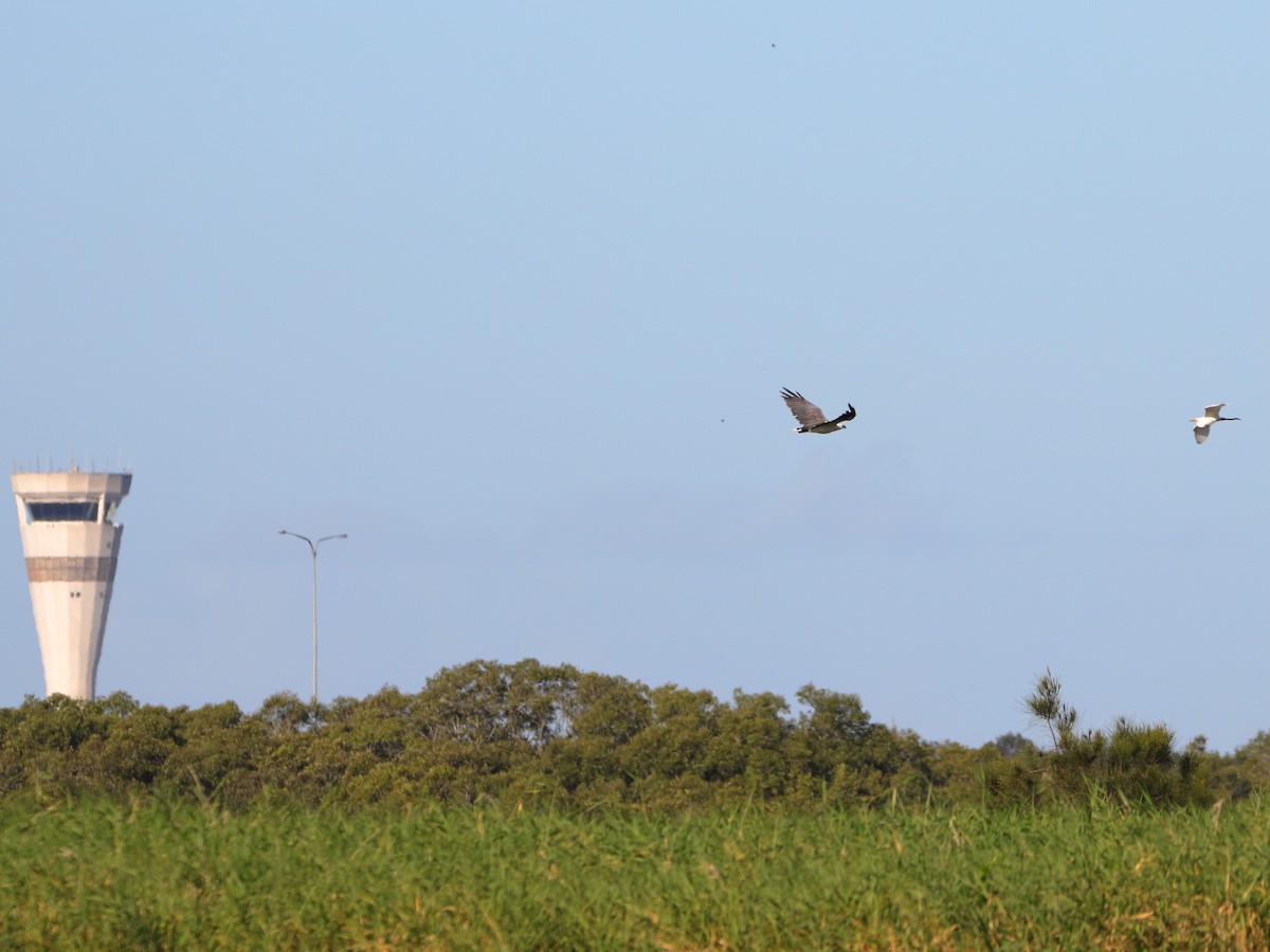 White-bellied Sea-Eagle - ML642902789