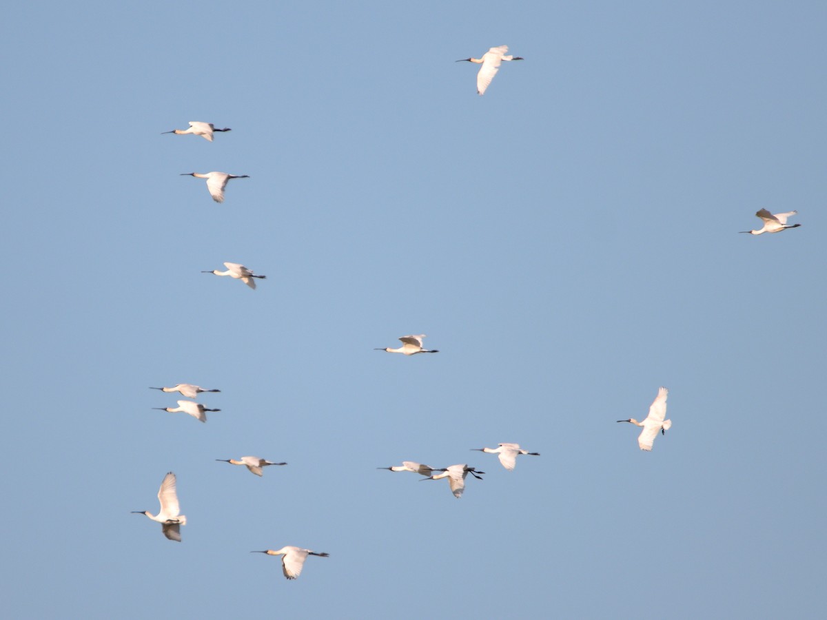 Royal Spoonbill - ML642902792