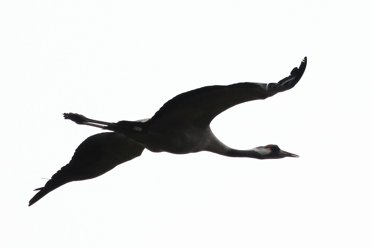 Common Crane - ML642902796