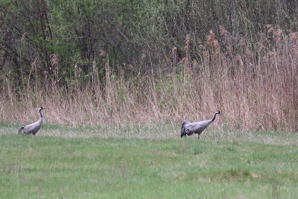 Common Crane - ML642902797