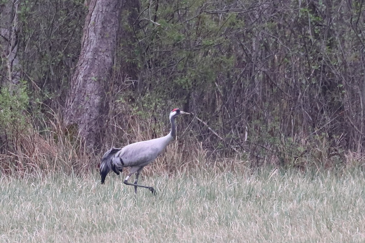 Common Crane - ML642902798