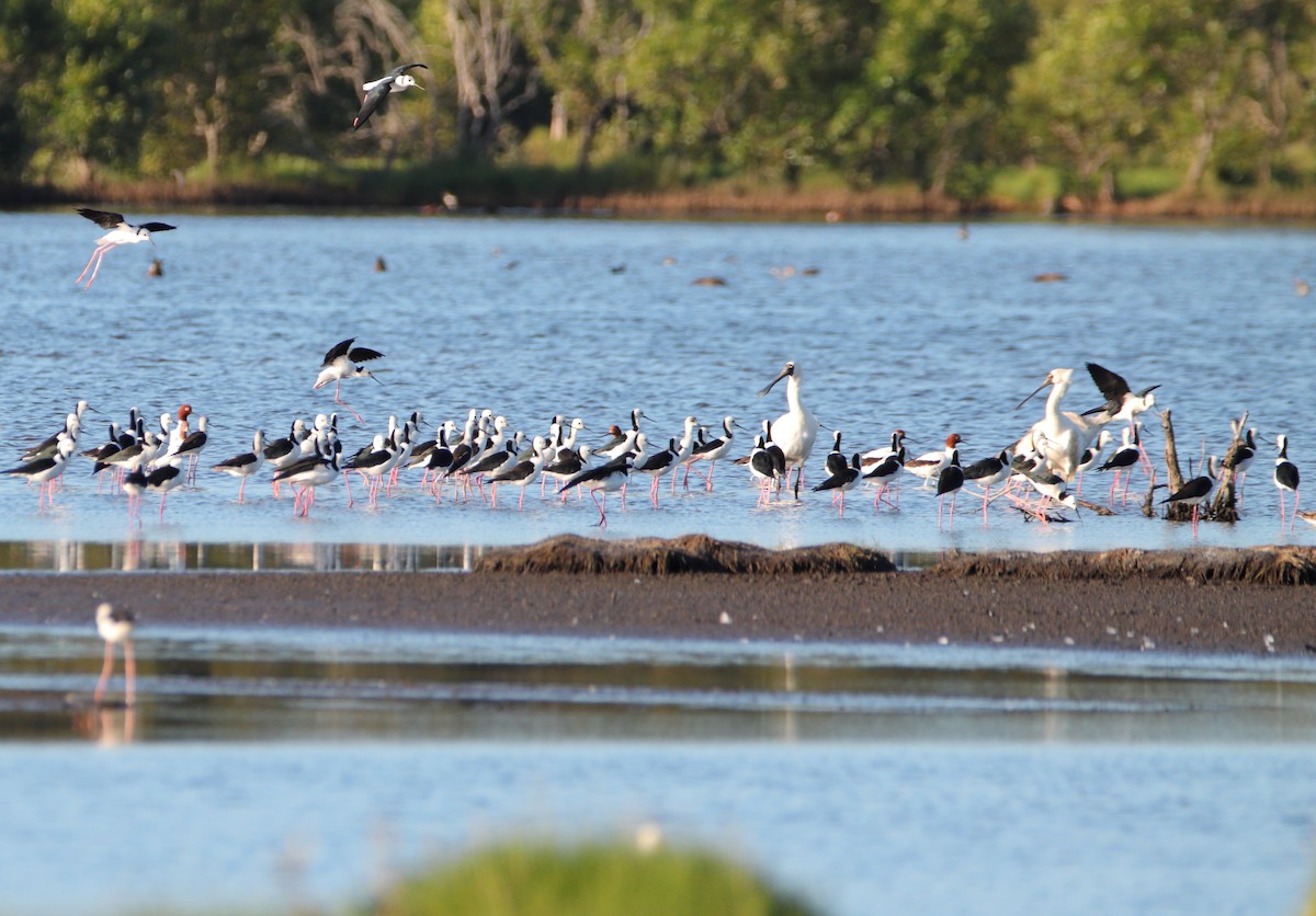Pied Stilt - ML642902802