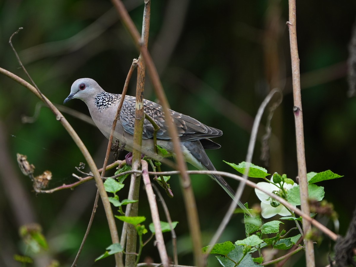 Spotted Dove - ML642902803