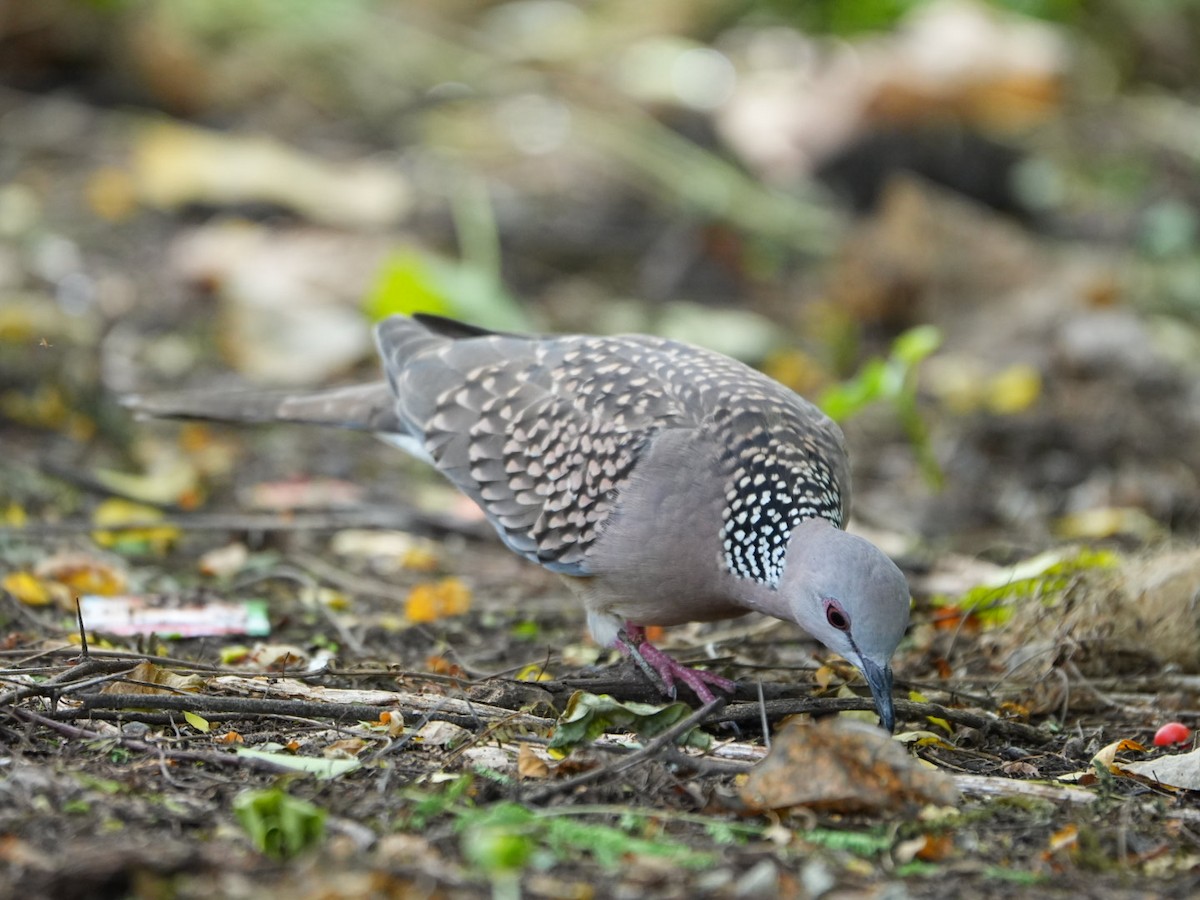 Spotted Dove - ML642902804