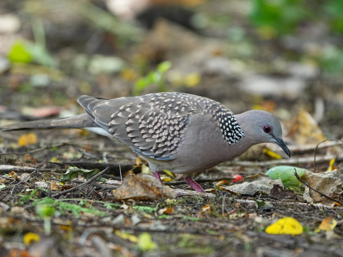 Spotted Dove - ML642902805