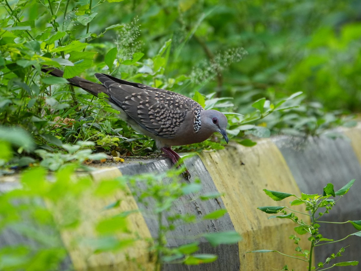 Spotted Dove - ML642902806