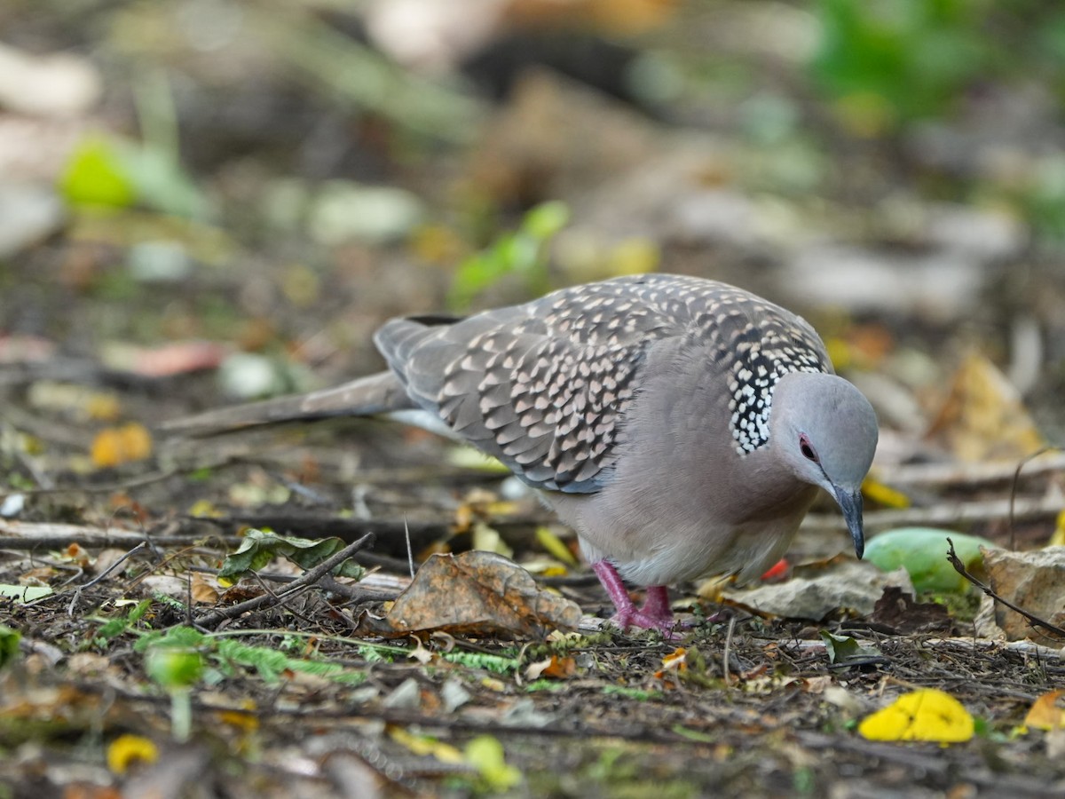Spotted Dove - ML642902807