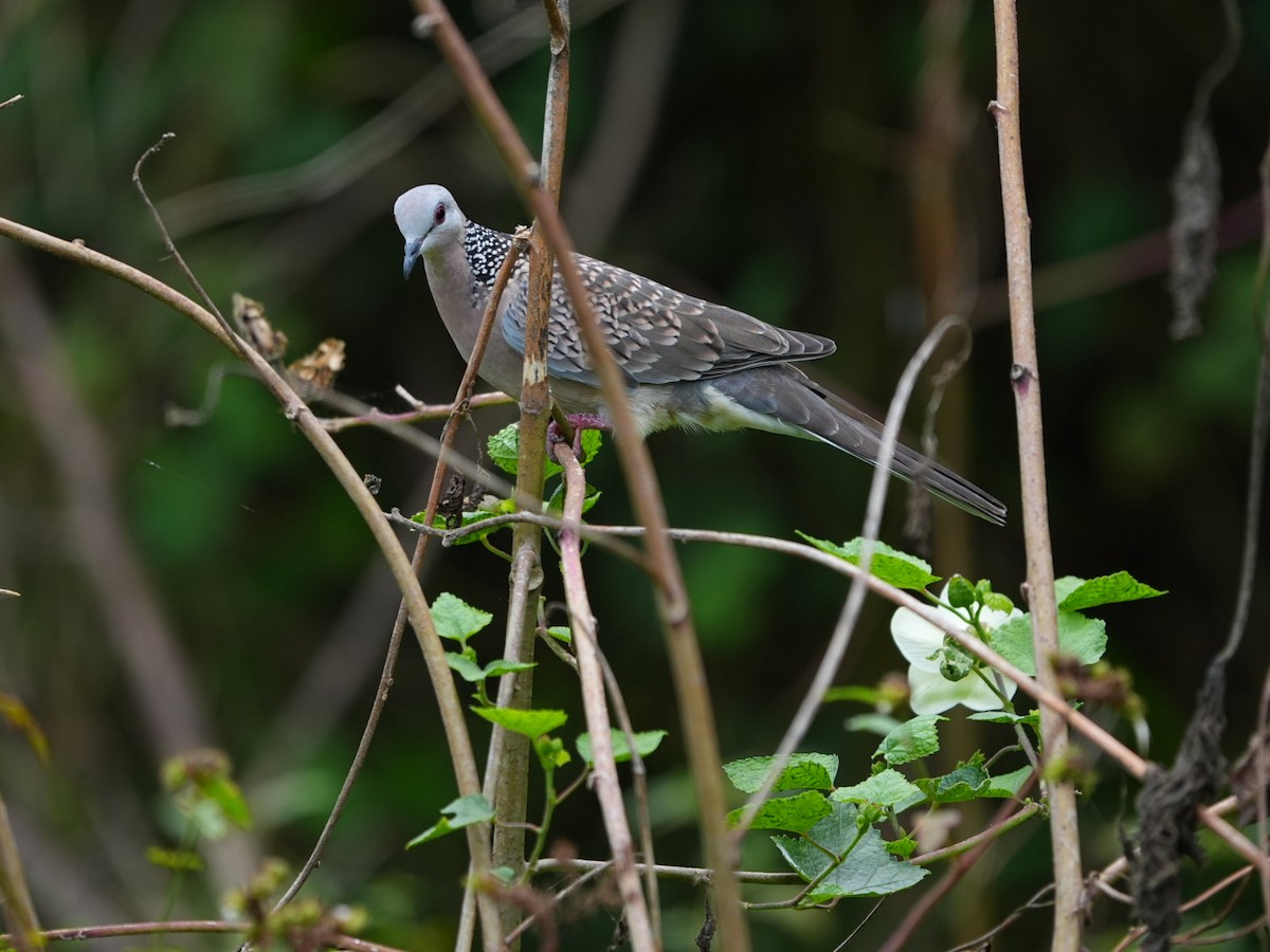Spotted Dove - ML642902808