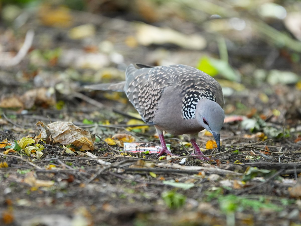 Spotted Dove - ML642902809