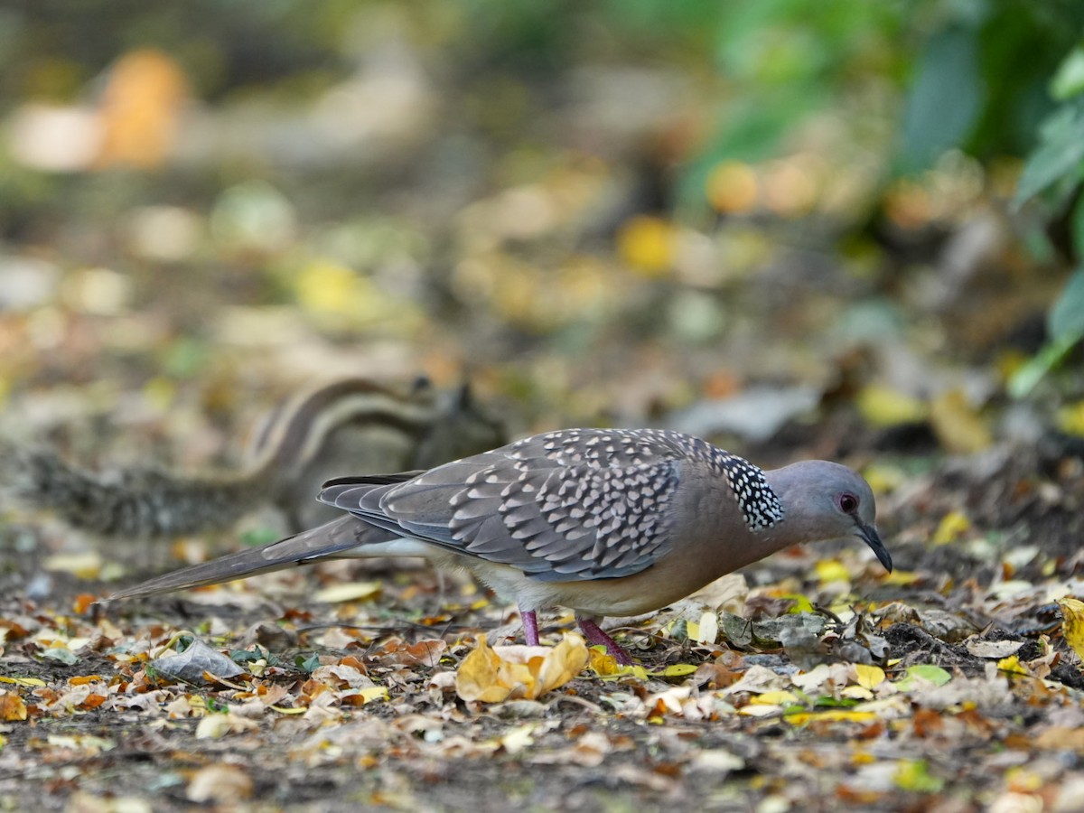 Spotted Dove - ML642902810