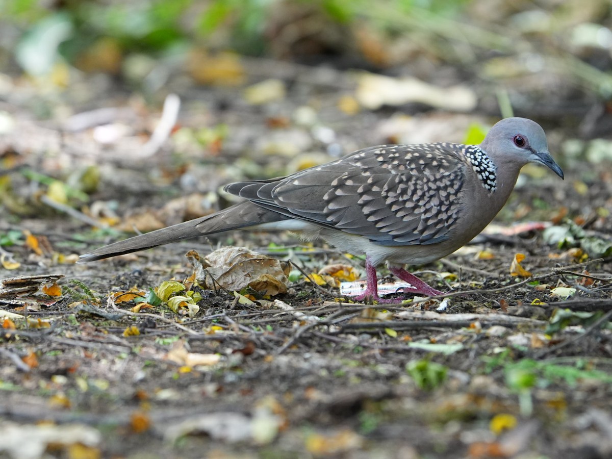 Spotted Dove - ML642902811