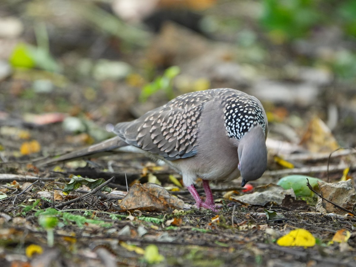 Spotted Dove - ML642902812