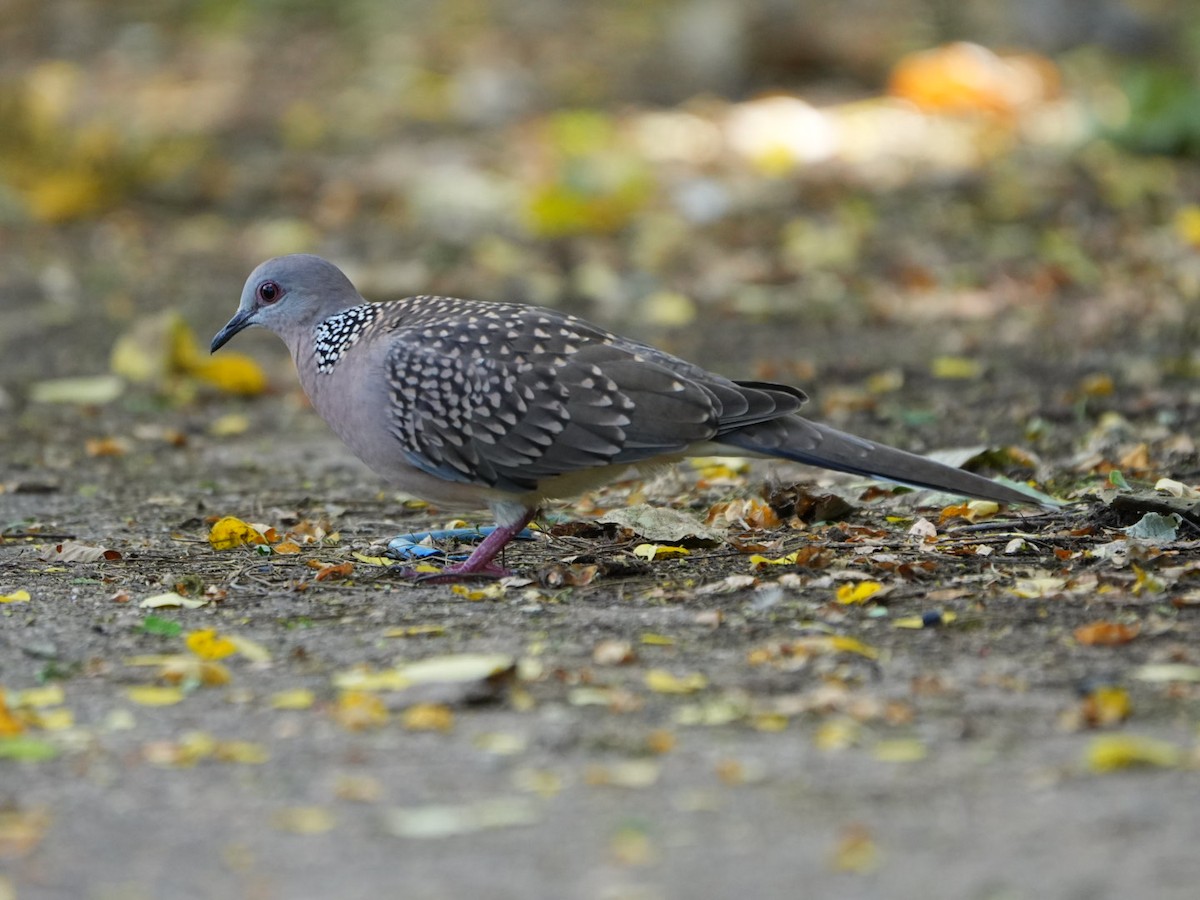 Spotted Dove - ML642902814