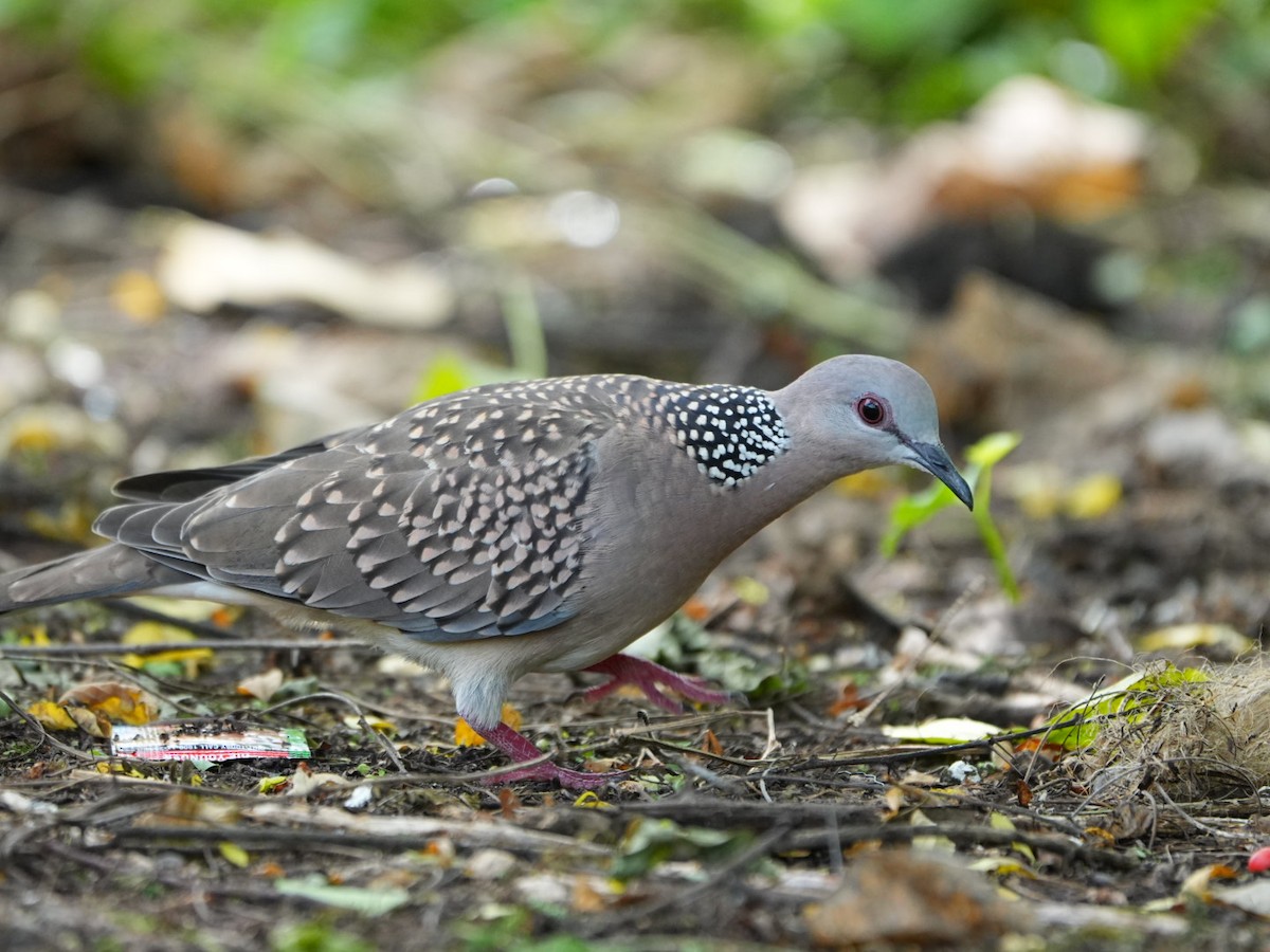 Spotted Dove - ML642902815