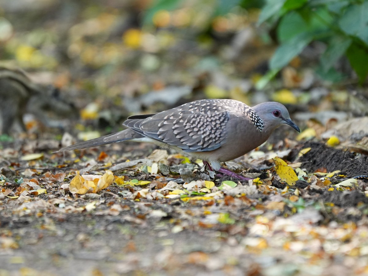 Spotted Dove - ML642902816