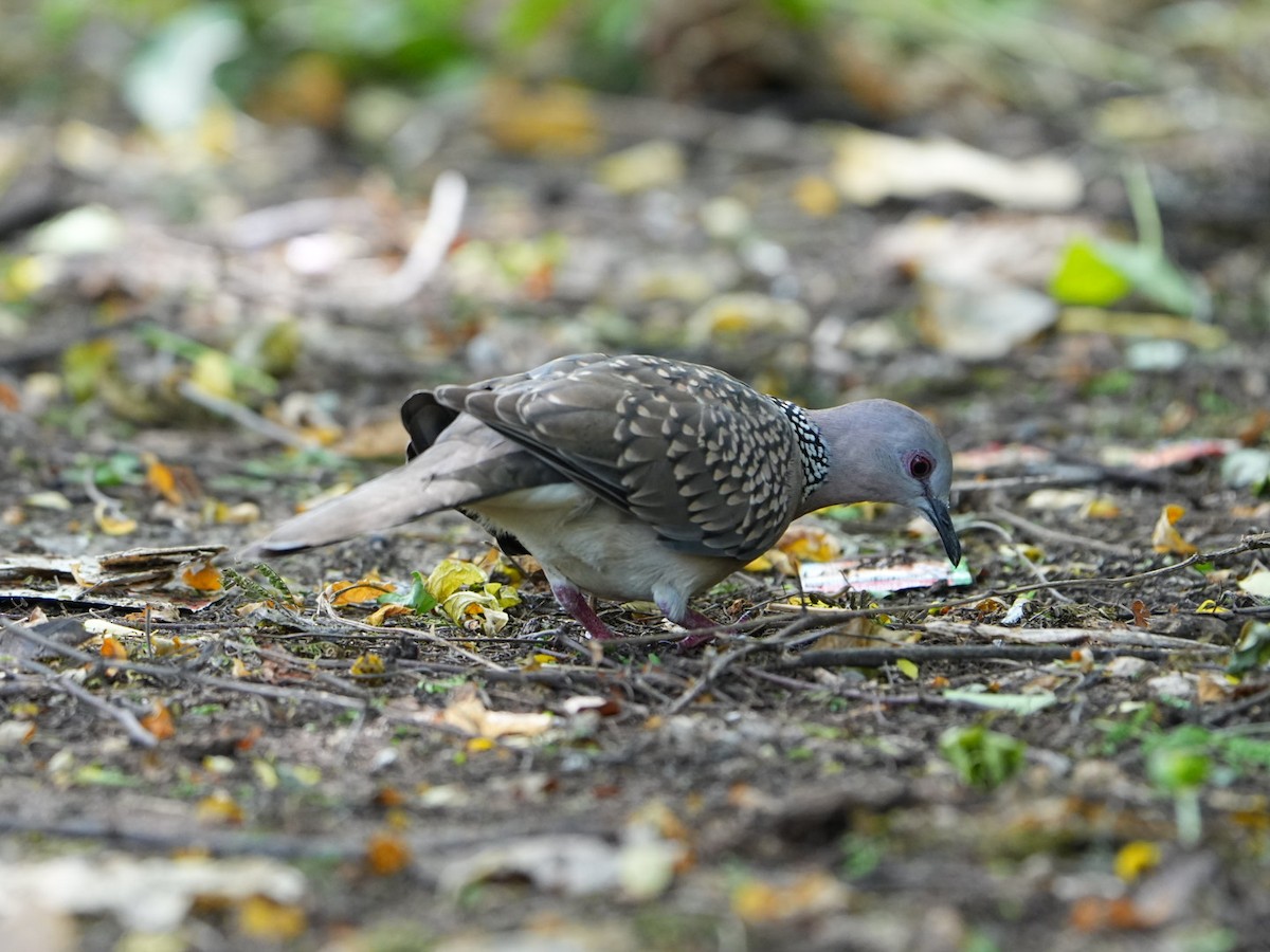 Spotted Dove - ML642902817