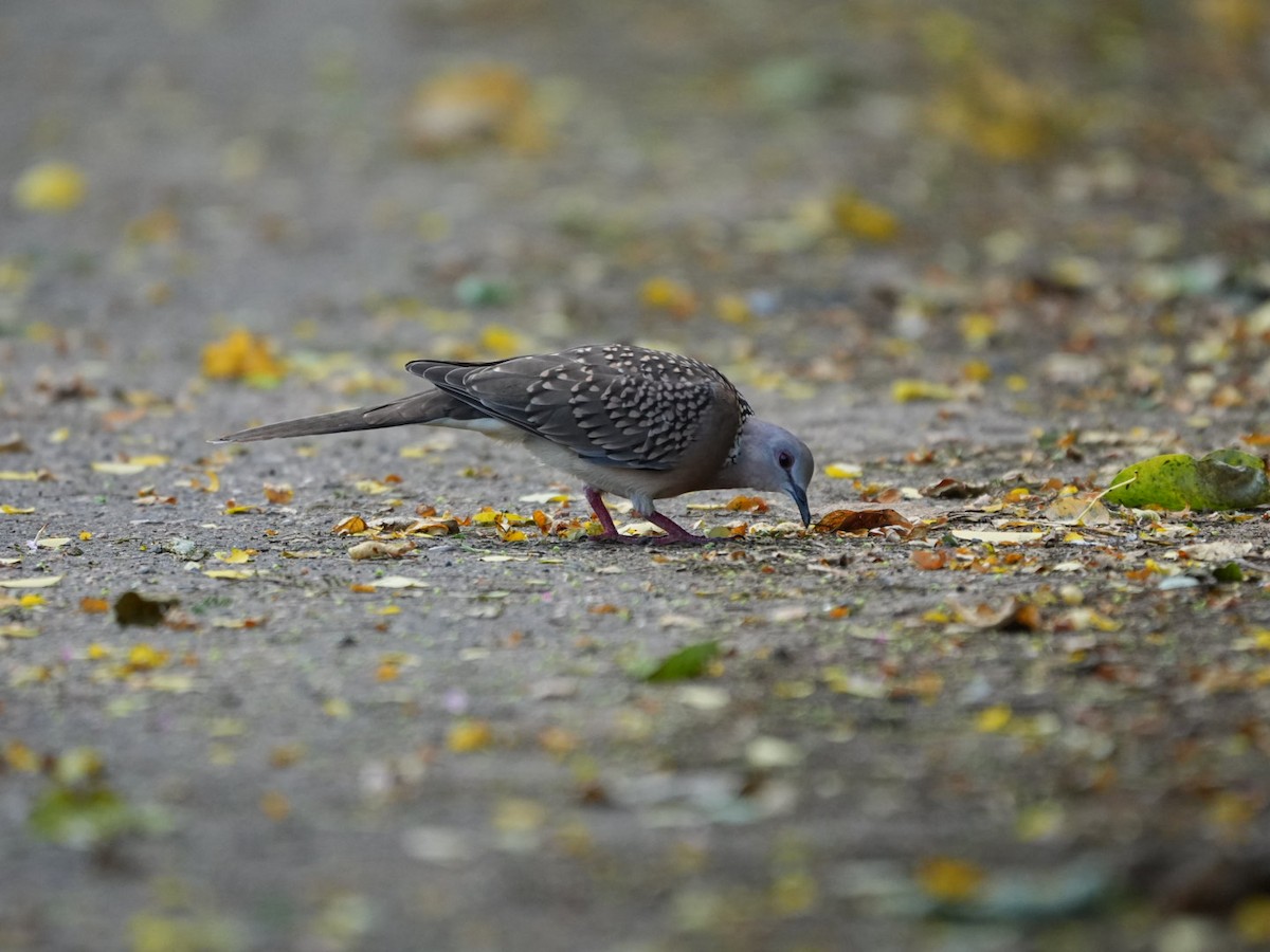 Spotted Dove - ML642902819