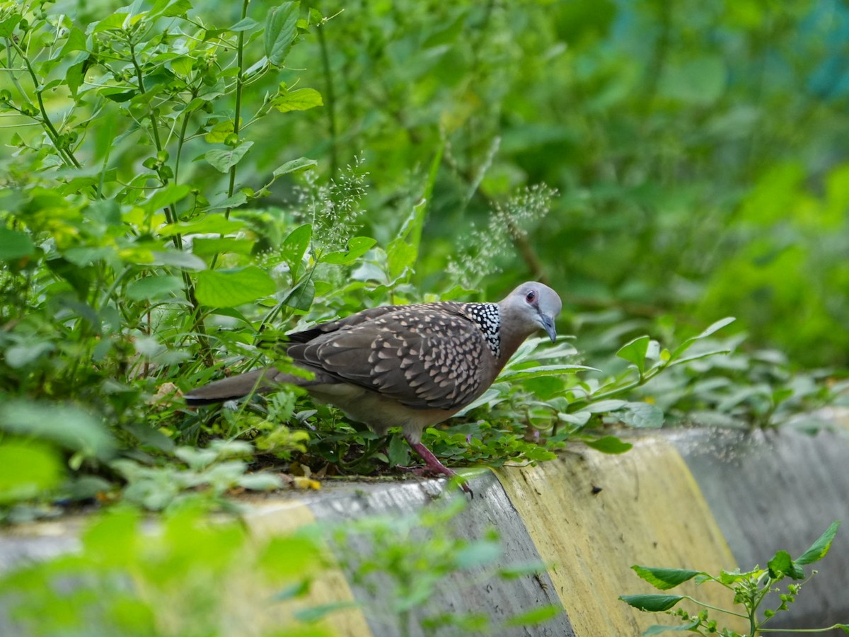 Spotted Dove - ML642902820