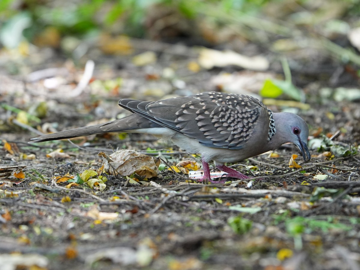 Spotted Dove - ML642902821