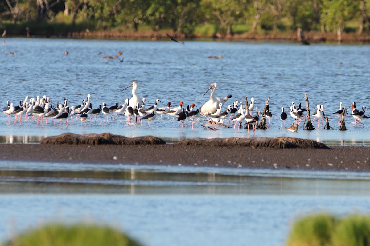 Red-necked Avocet - ML642902823