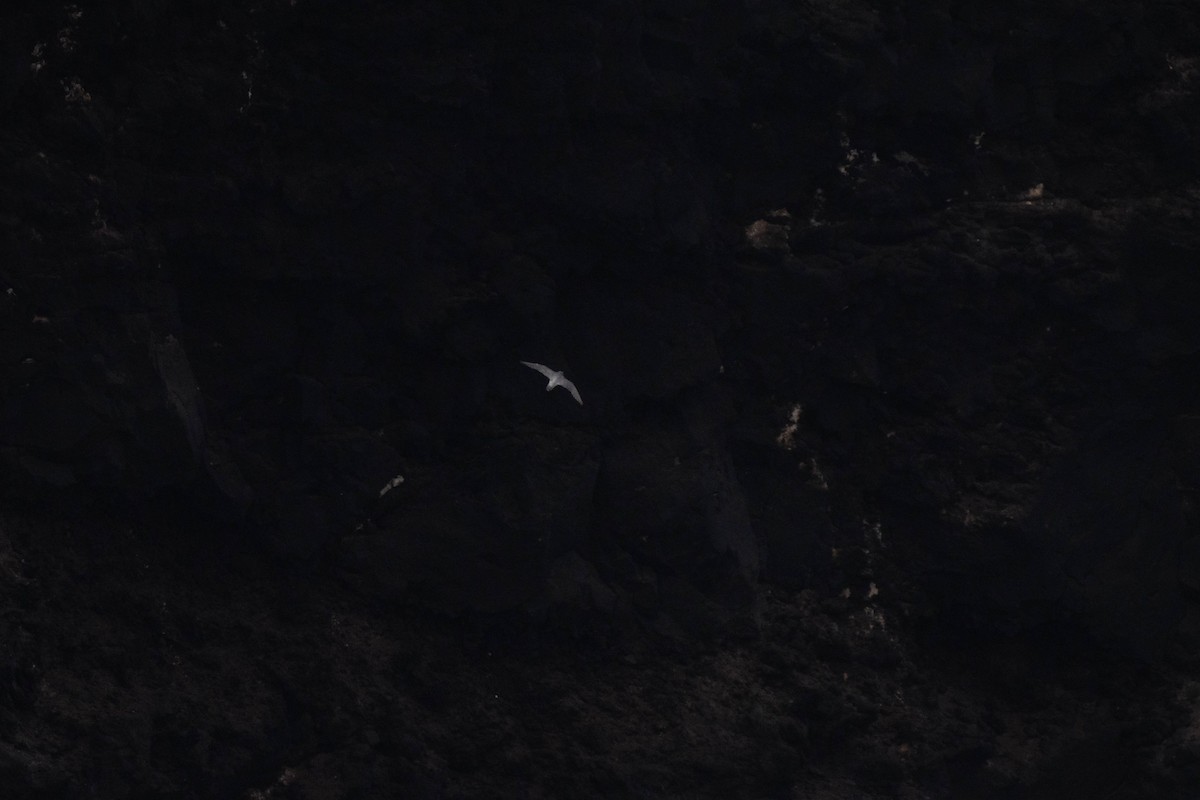 Peregrine Falcon - ML642902827