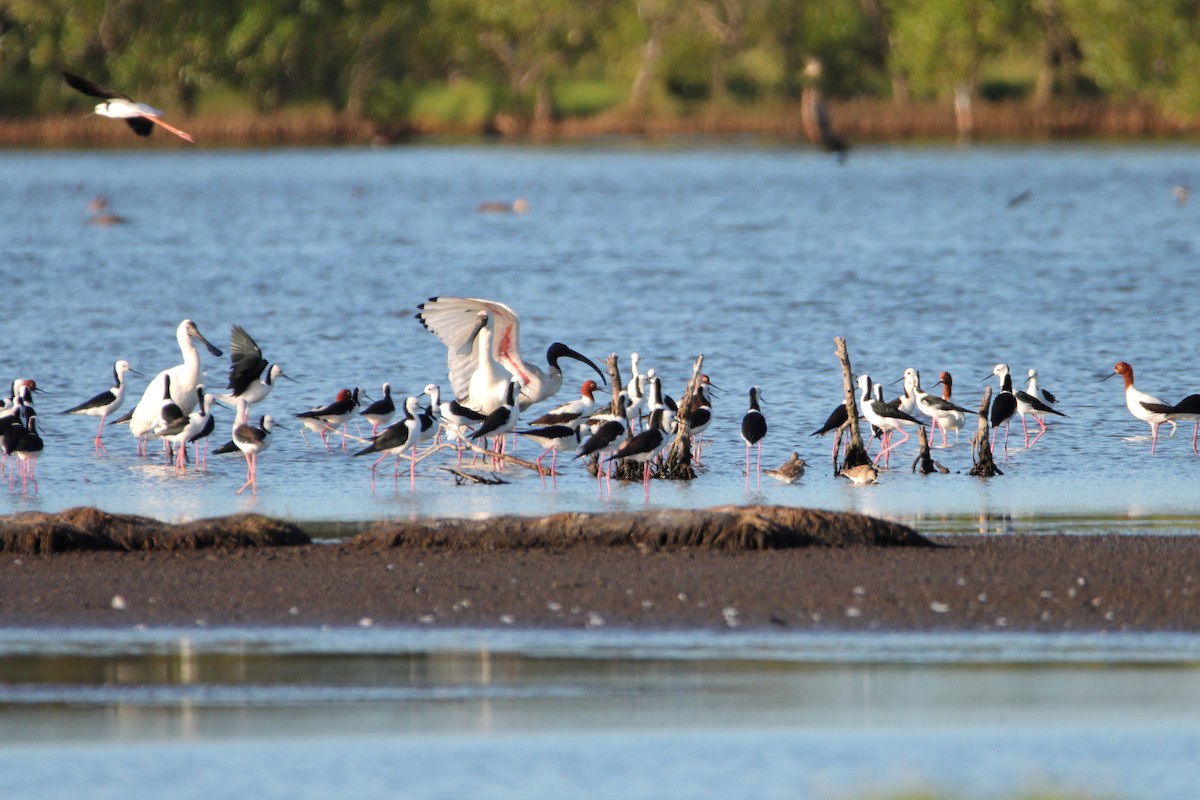 Australian Ibis - ML642902830