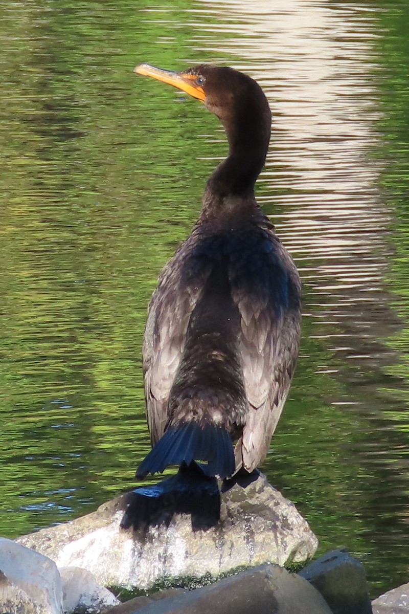 Double-crested Cormorant - ML642902832