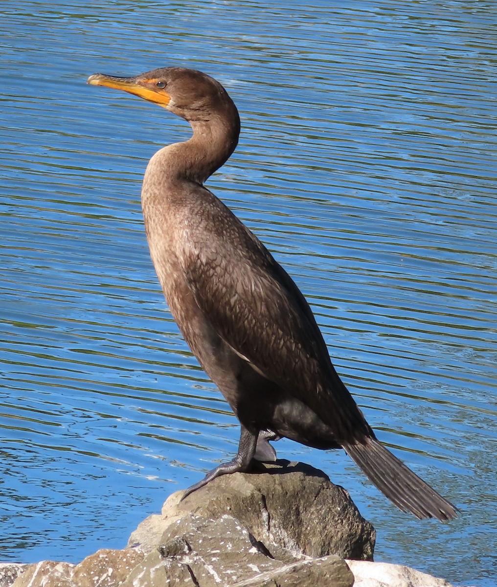 Double-crested Cormorant - ML642902833