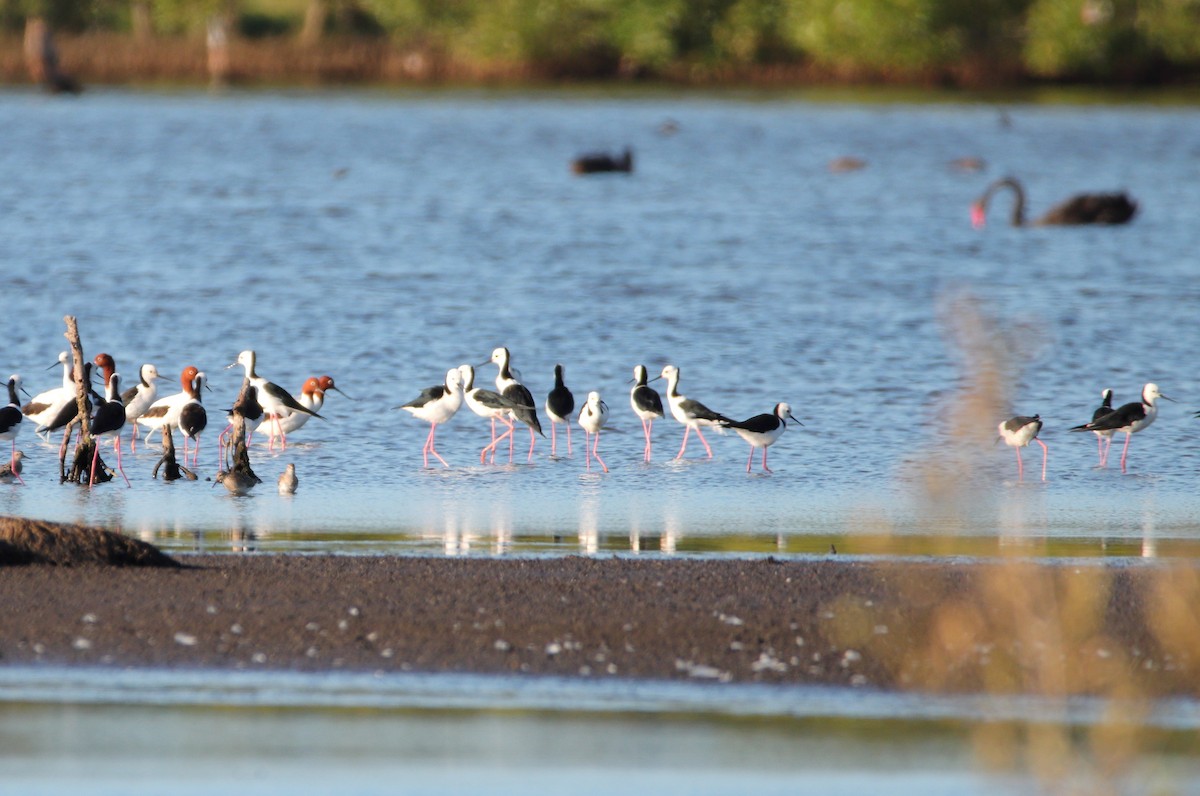 Red-necked Avocet - ML642902834